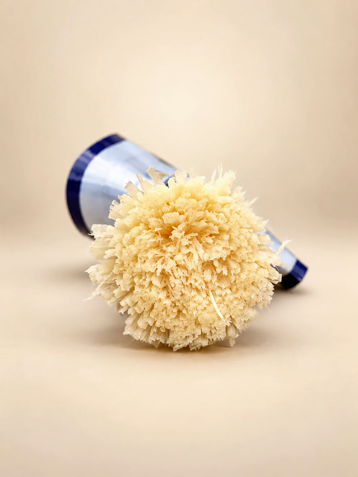 Close-up of the soft natural brushing fibres of a prepared Siwak Al-Shajrah Golden Miswak stick.
